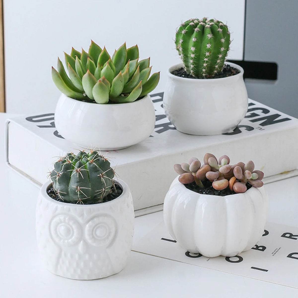 Succulent Pots & Bamboo Shelf - Concordia Style Boutique