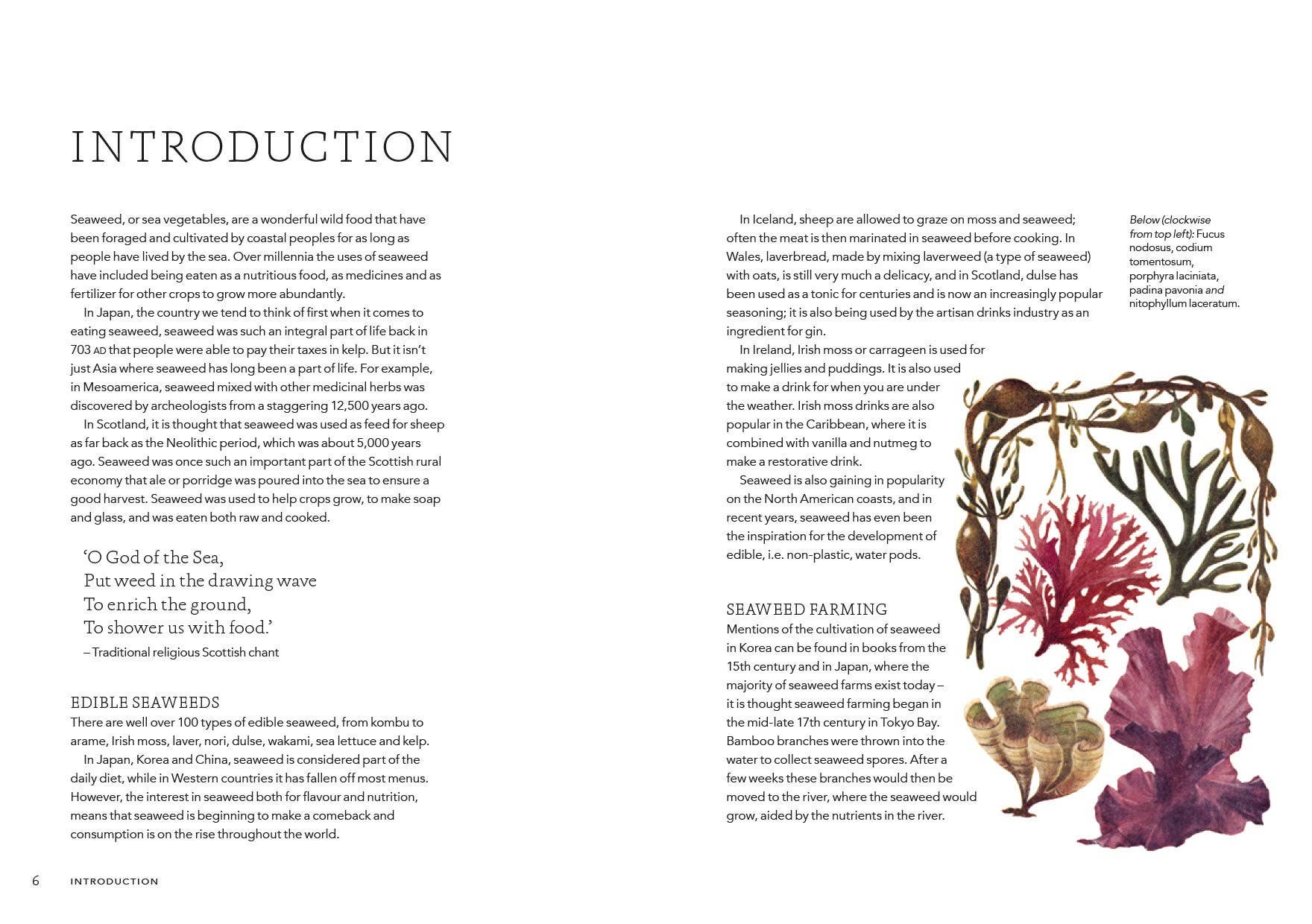 Seaweed Cookbook: Unveiling the Health Benefits and Culinary Versatility of Seaweed - Concordia Style Boutique