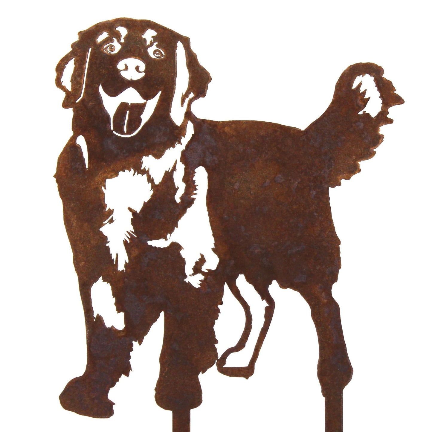 Golden Retriever - Standing