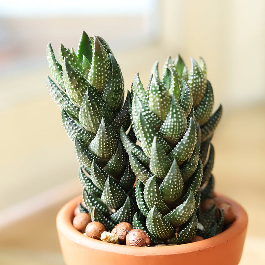 Haworthia Pumila African Pearl