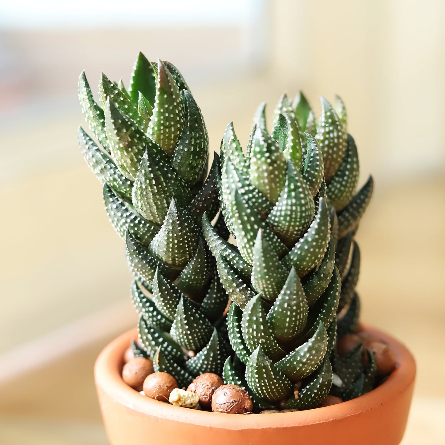 Haworthia Pumila African Pearl - Premium Succulents from Succulents Box - Just $6.75! Shop now at Concordia Style Boutique