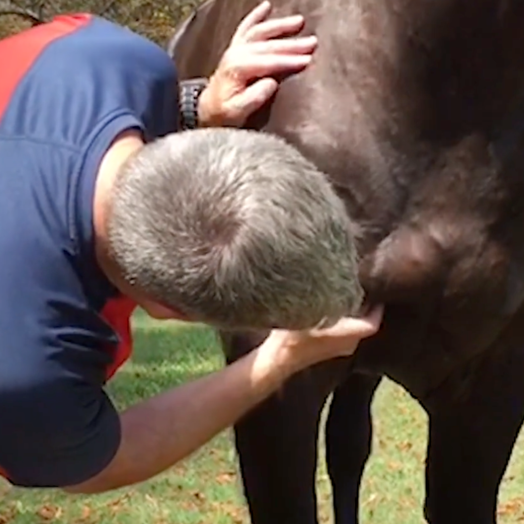 Trigger Point Therapy for Horses - NAT Certification Course (4 hrs) - Concordia Style Boutique