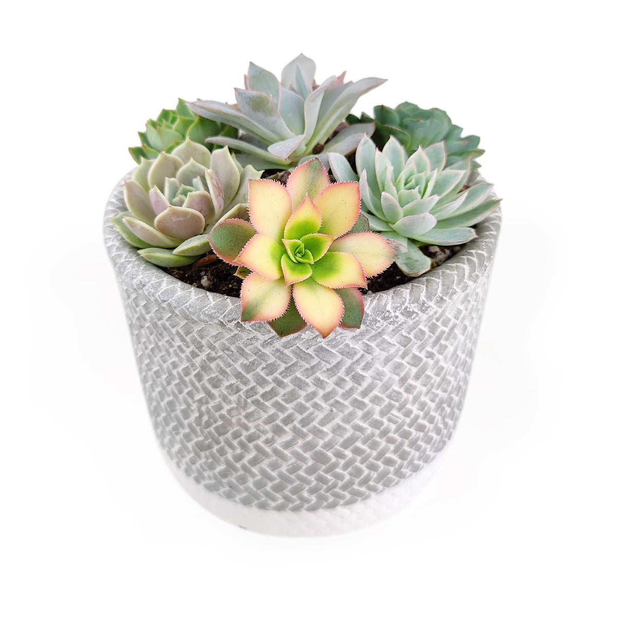 Succulent Arrangement in Grey Reed Cement Planter