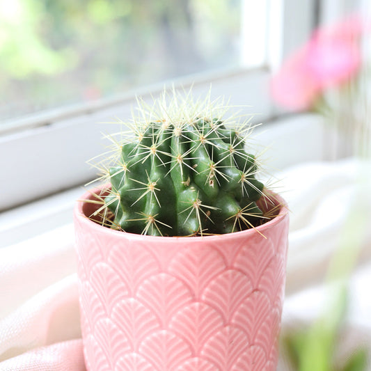 Golden Barrel Cactus