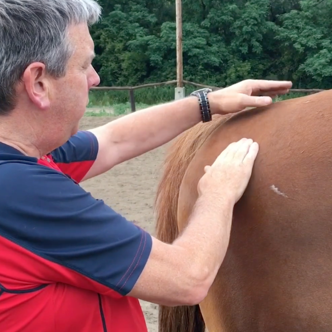Trigger Point Therapy for Horses - NAT Certification Course (4 hrs) - Concordia Style Boutique