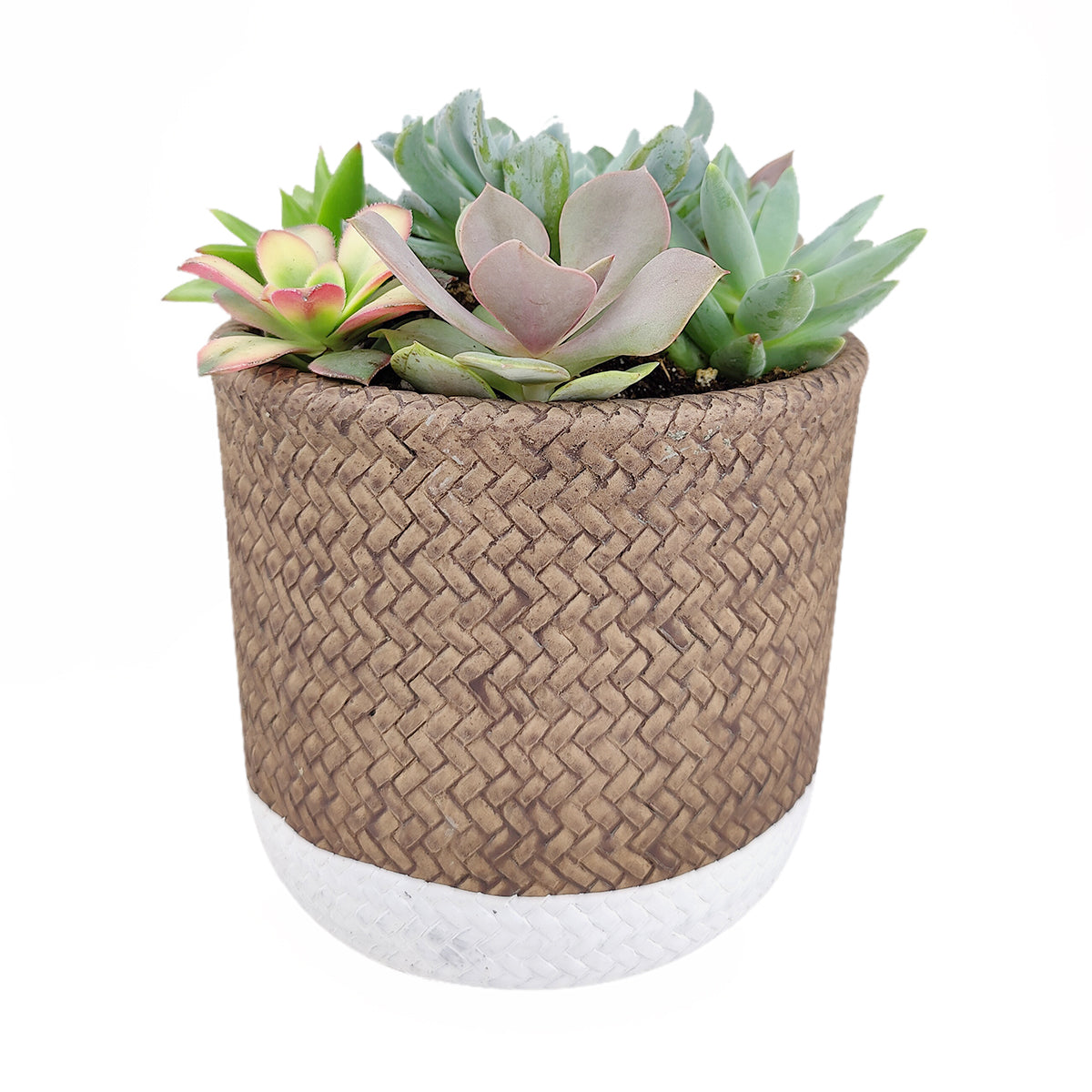 Succulent Arrangement in White & Nature Reed Cement Planter