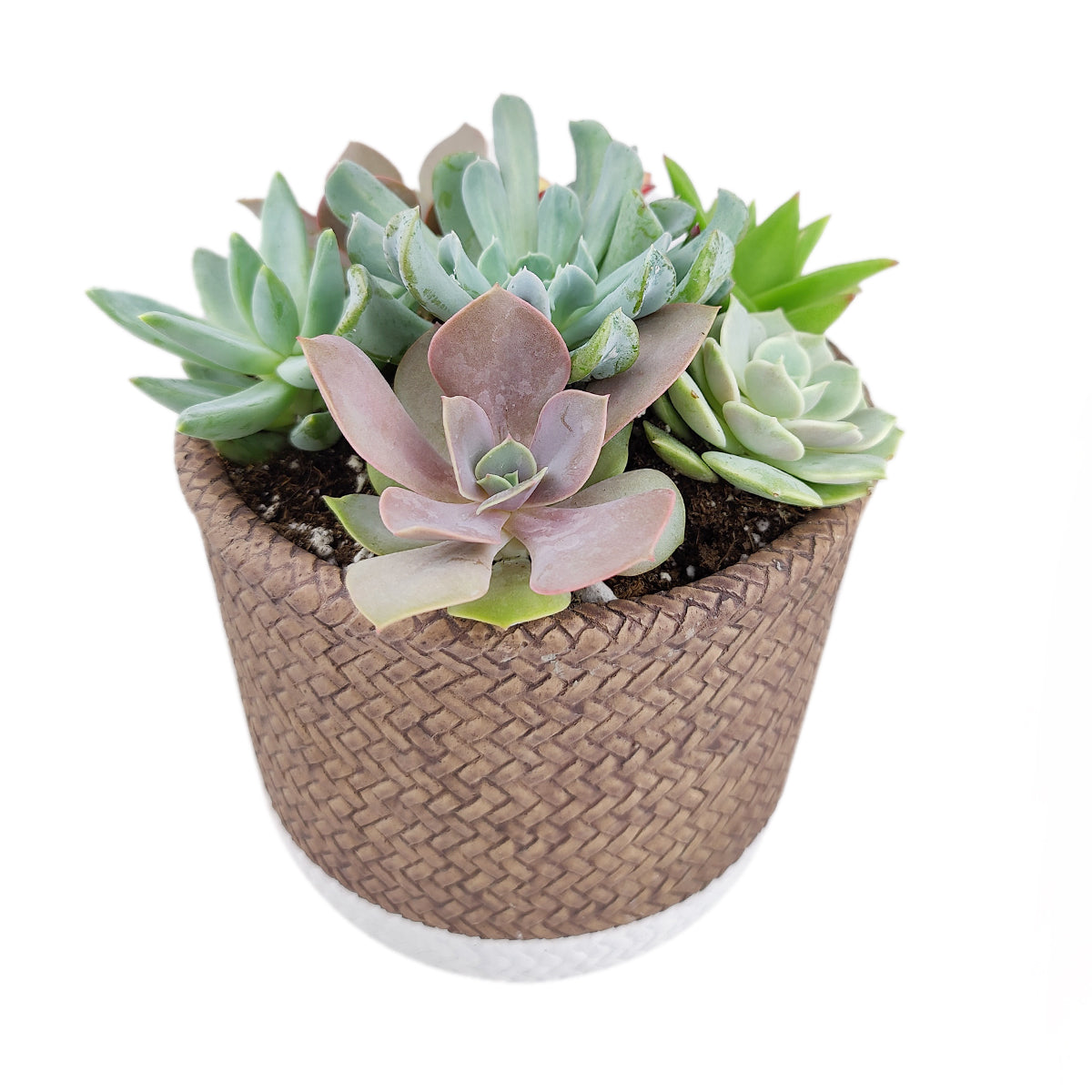 Succulent Arrangement in White & Nature Reed Cement Planter