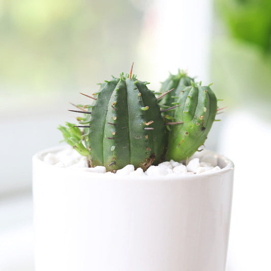 Euphorbia Enopla Cactus