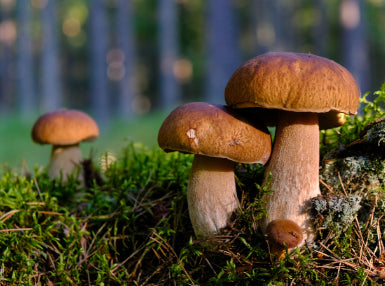 Mycology Online Certificate Course - Concordia Style Boutique