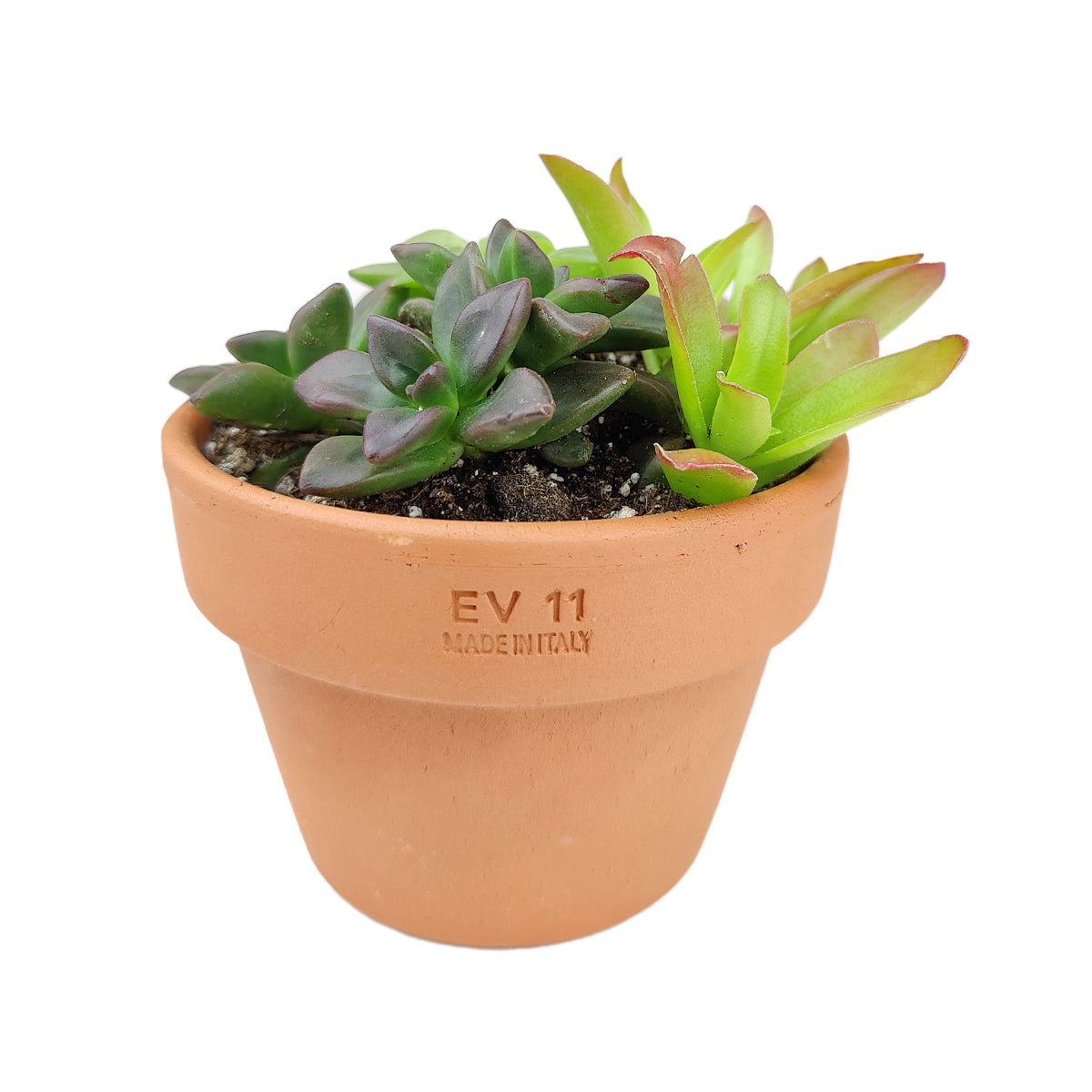 Succulent Arrangement in Terracotta Planter