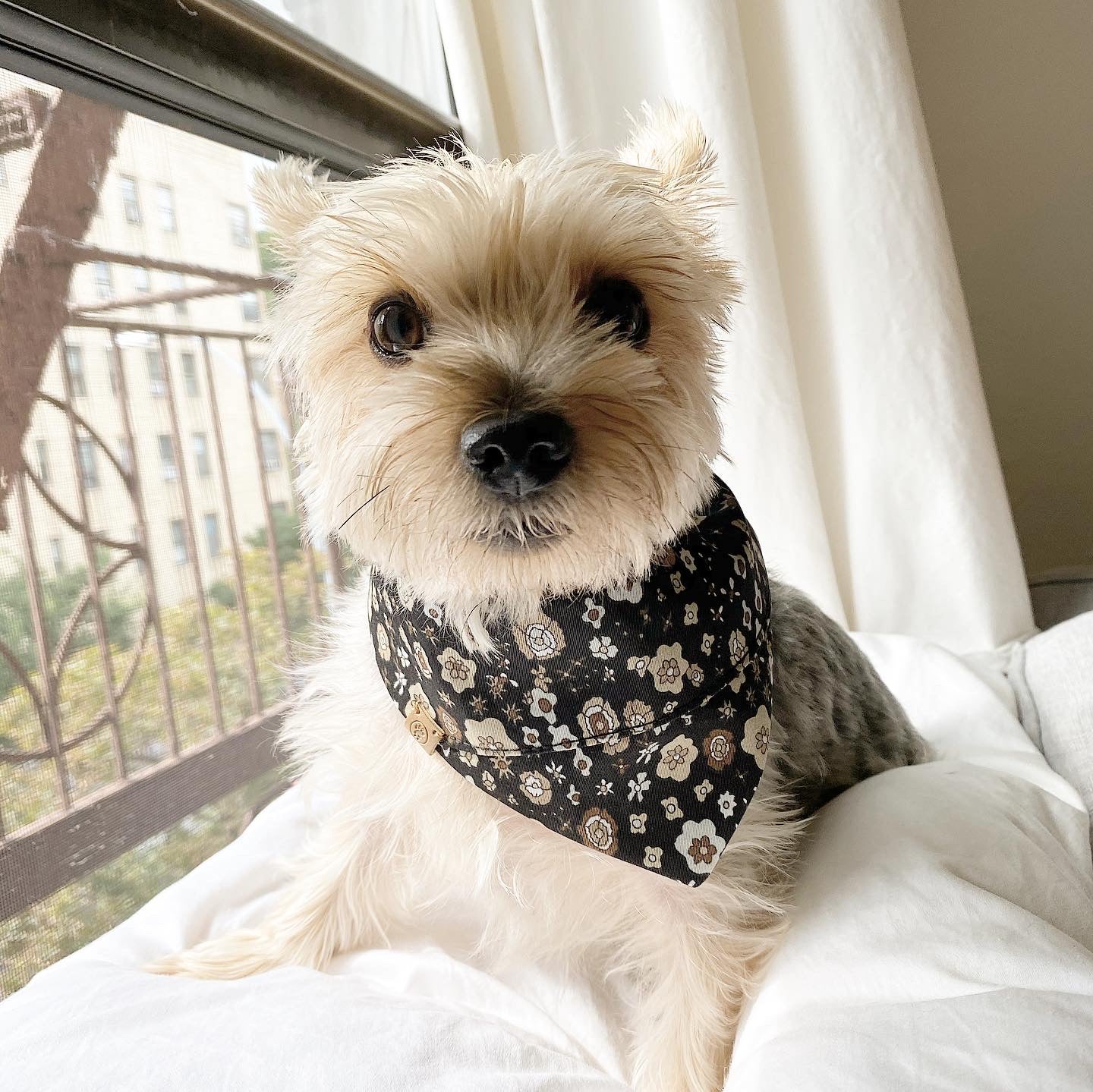 'Avery' Reversible Pet Bandana
