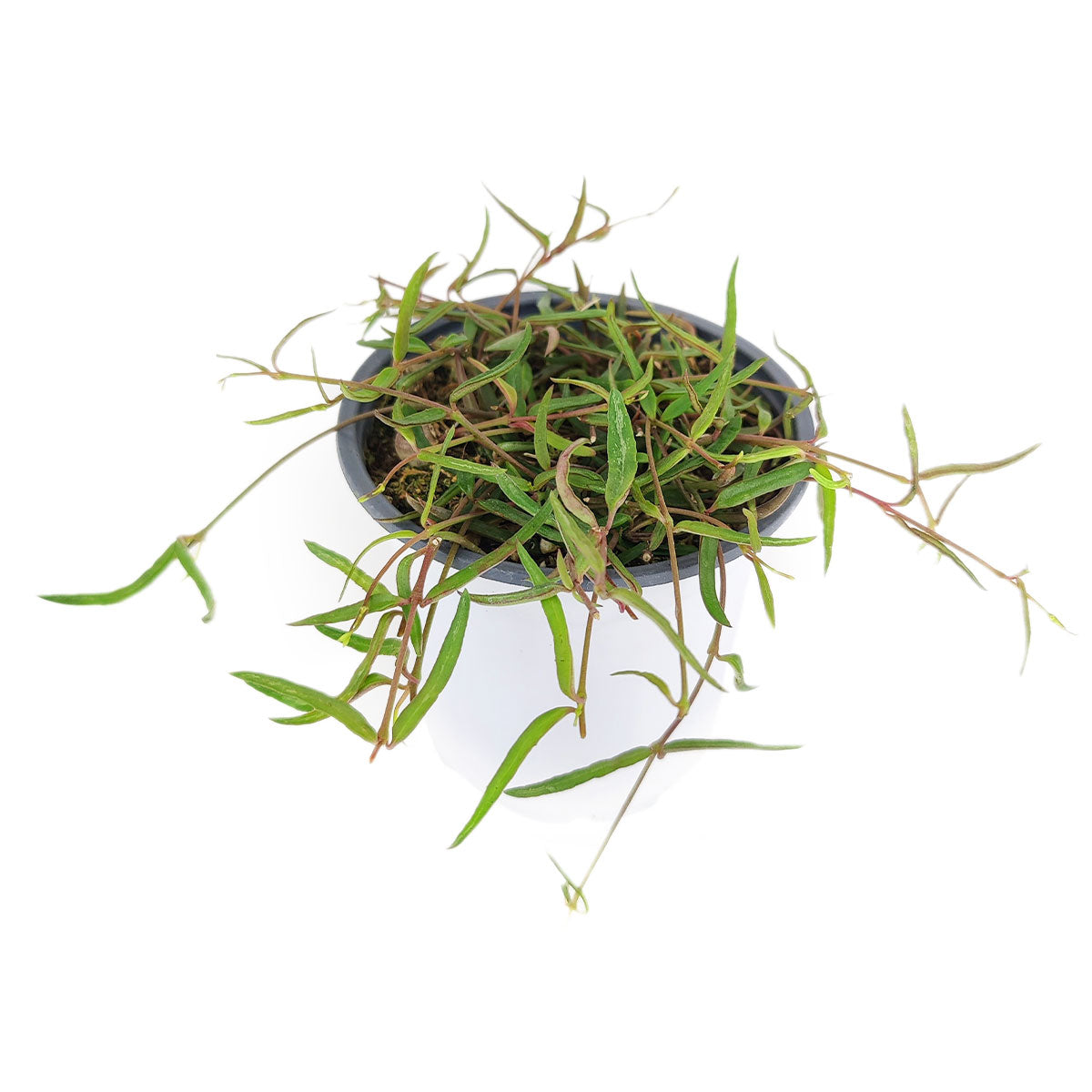 Ceropegia Linearis String of Needles