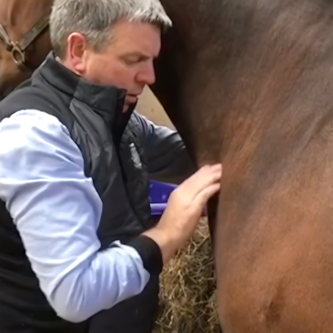 Trigger Point Therapy for Horses - NAT Certification Course (4 hrs) - Concordia Style Boutique