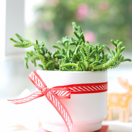 Crassula Watch Chain