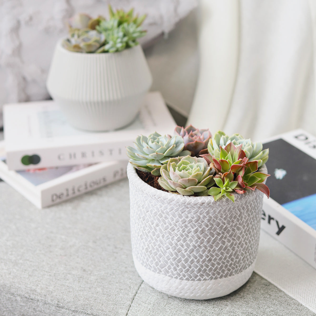 Succulent Arrangement in Grey Reed Cement Planter