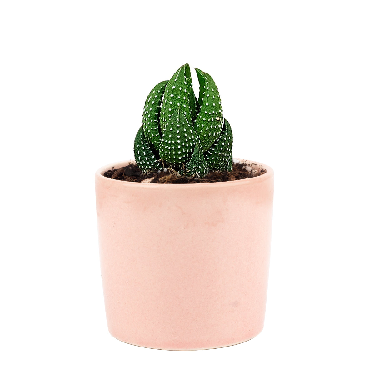 Haworthia Pumila African Pearl - Premium Succulents from Succulents Box - Just $6.75! Shop now at Concordia Style Boutique