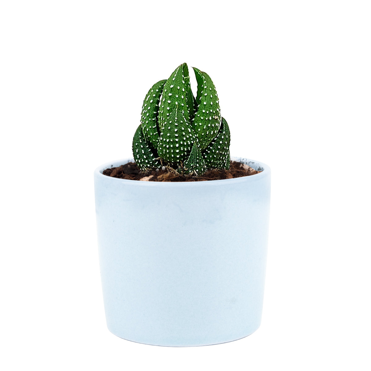 Haworthia Pumila African Pearl - Premium Succulents from Succulents Box - Just $6.75! Shop now at Concordia Style Boutique