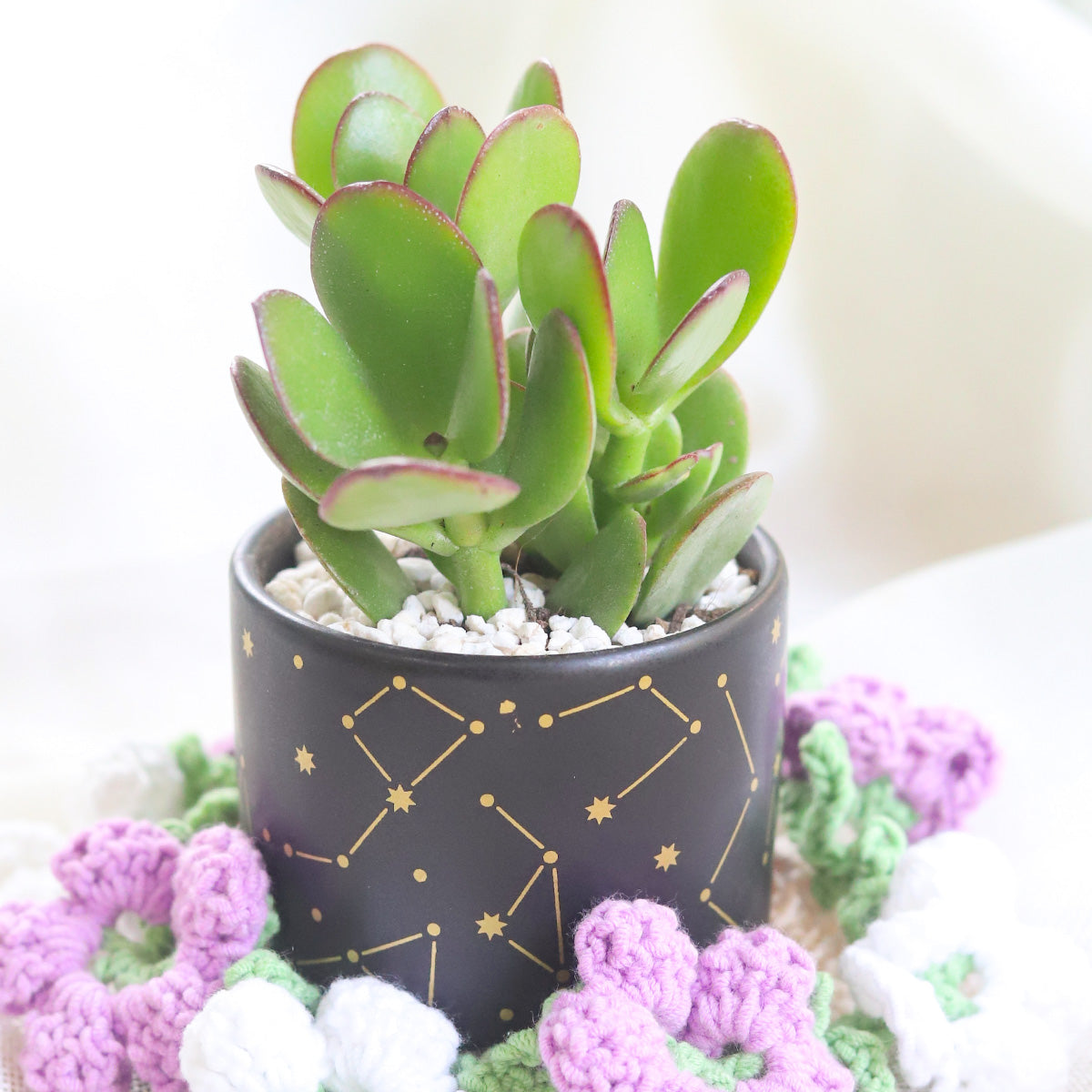 Crassula Ovata Obliqua Jade Plant