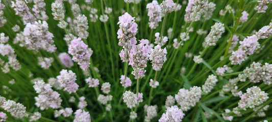 Lavender Live Plant Melissa 4" Size Pots