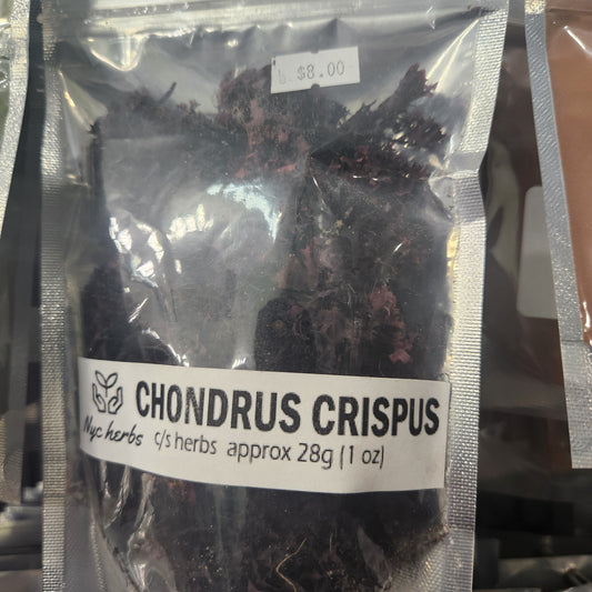 Chondrus Crispus | Mineral-Rich Superfood