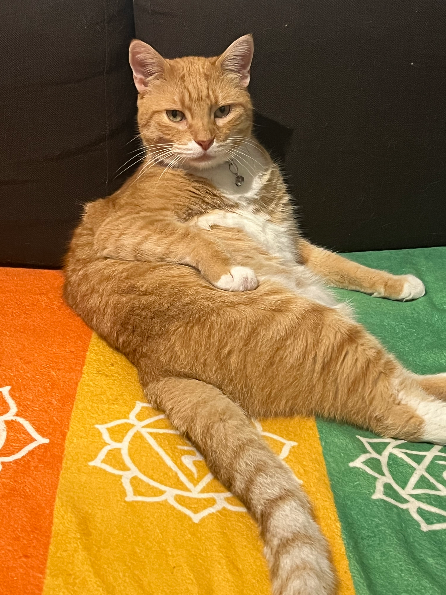 7 Chakras Pet Color Therapy Throw Blanket