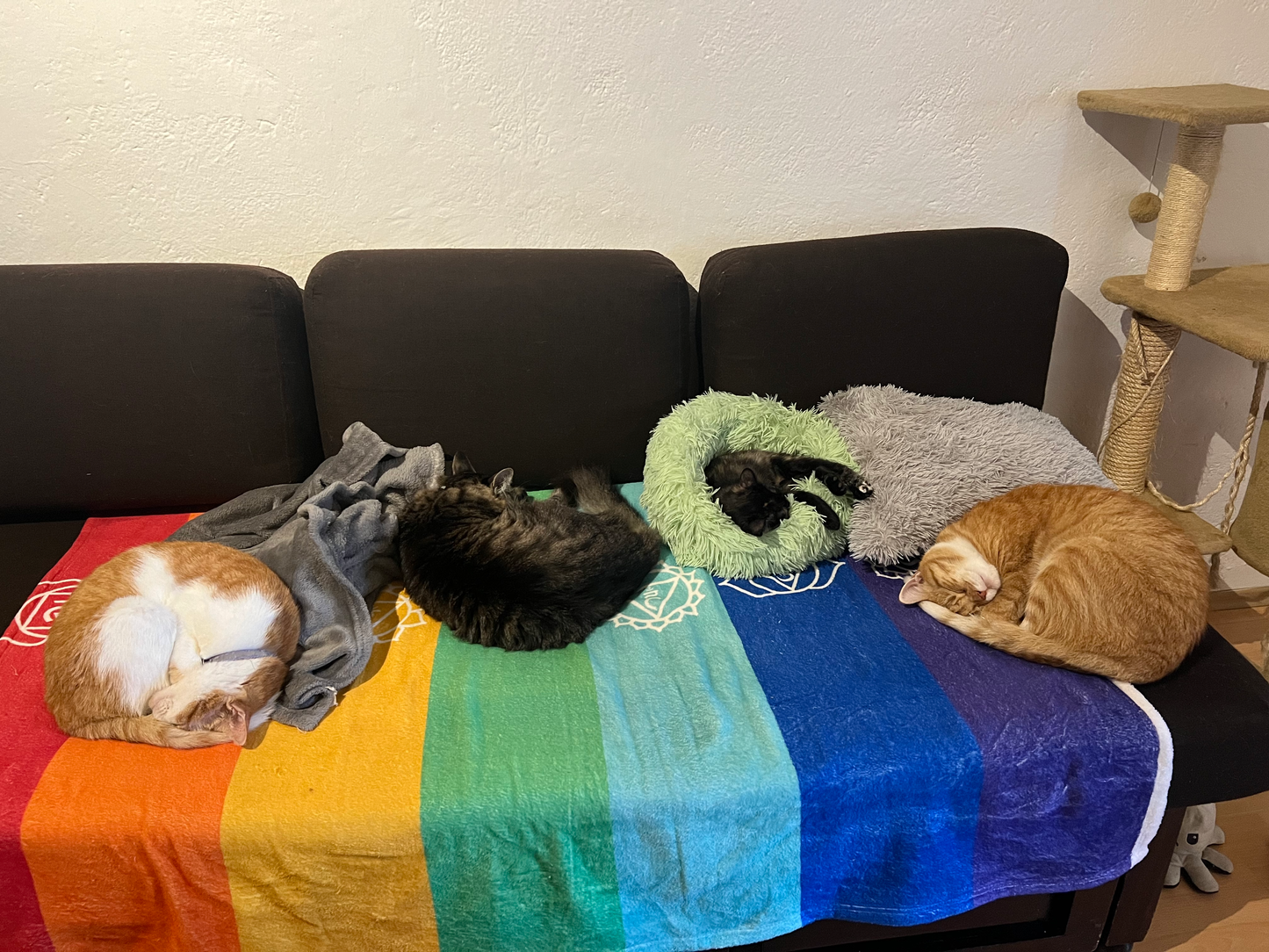 7 Chakras Pet Color Therapy Throw Blanket
