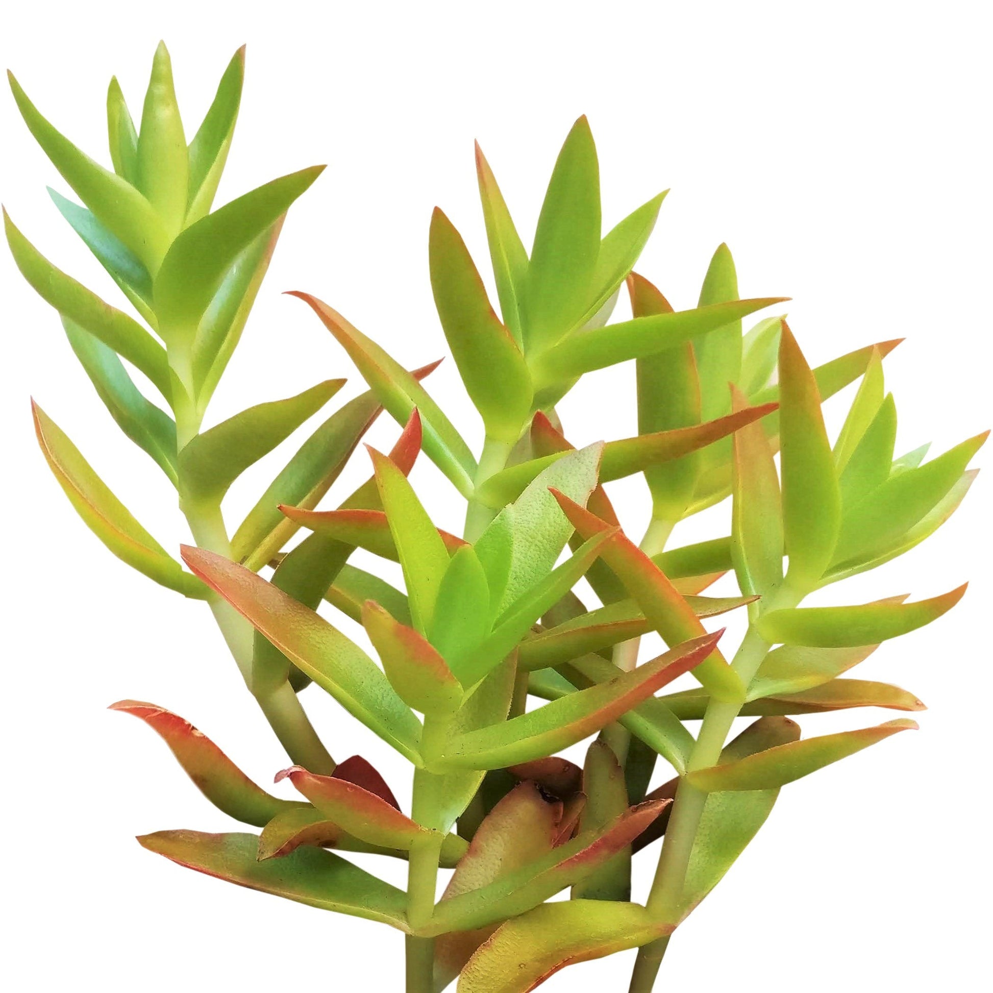 Crassula Campfire Plant - Premium Succulents from Succulents Box - Just $6.75! Shop now at Concordia Style Boutique