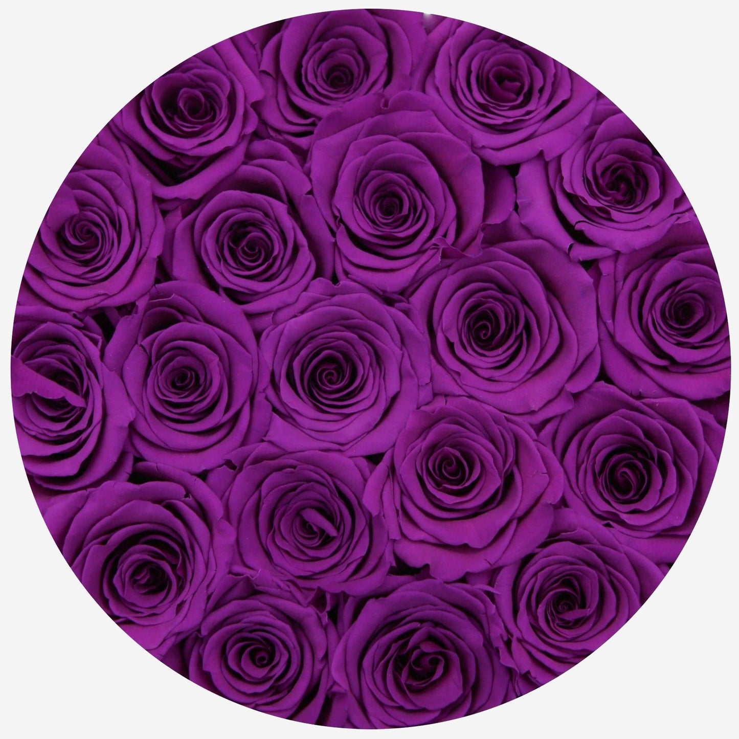 Classic White Box | Bright Purple Roses