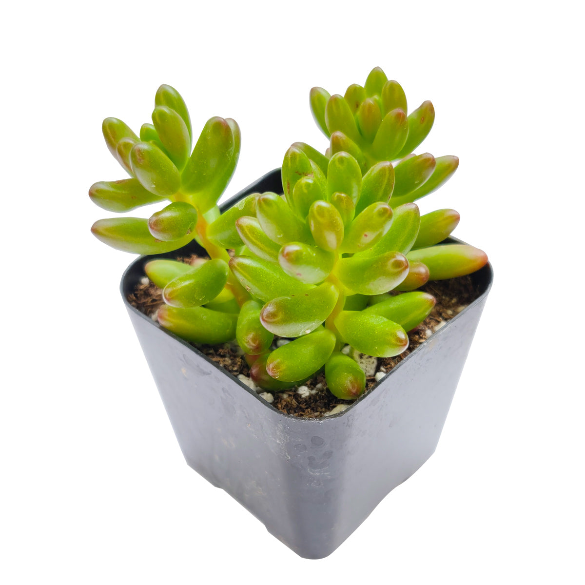 Pink Jelly Bean Sedum