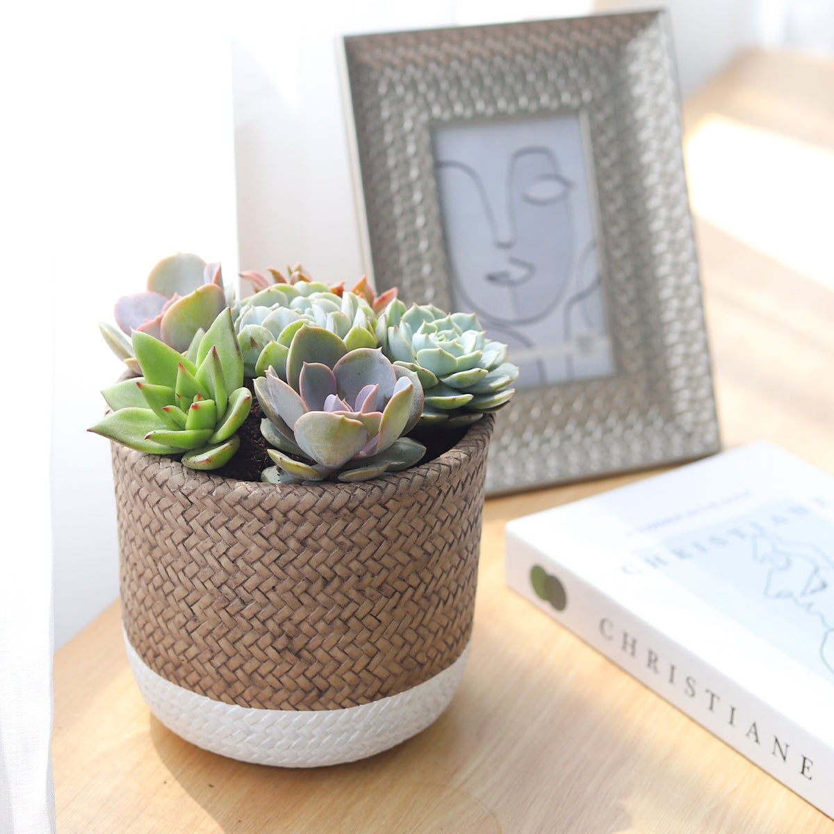 Succulent Arrangement in White & Nature Reed Cement Planter