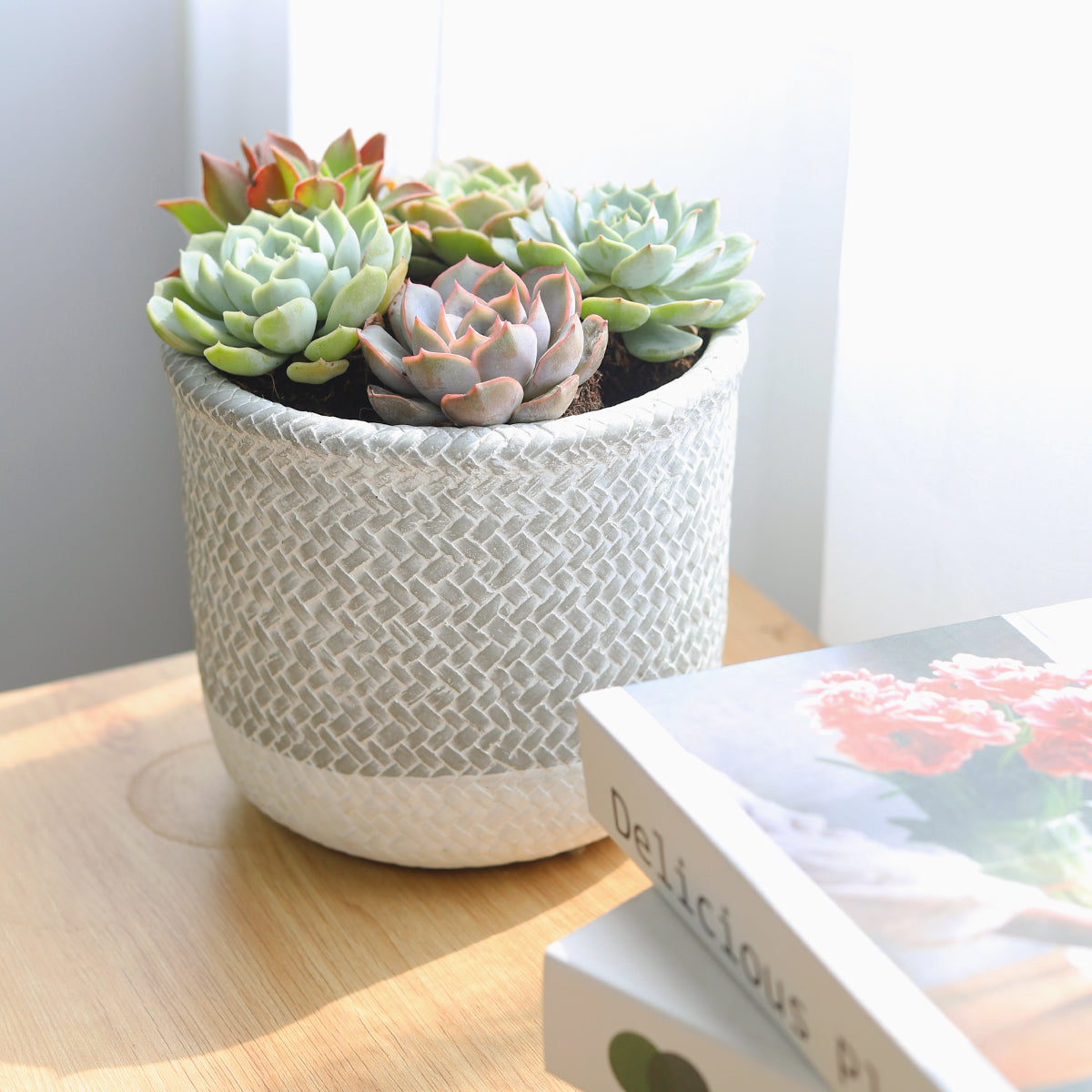 Succulent Arrangement in Grey Reed Cement Planter