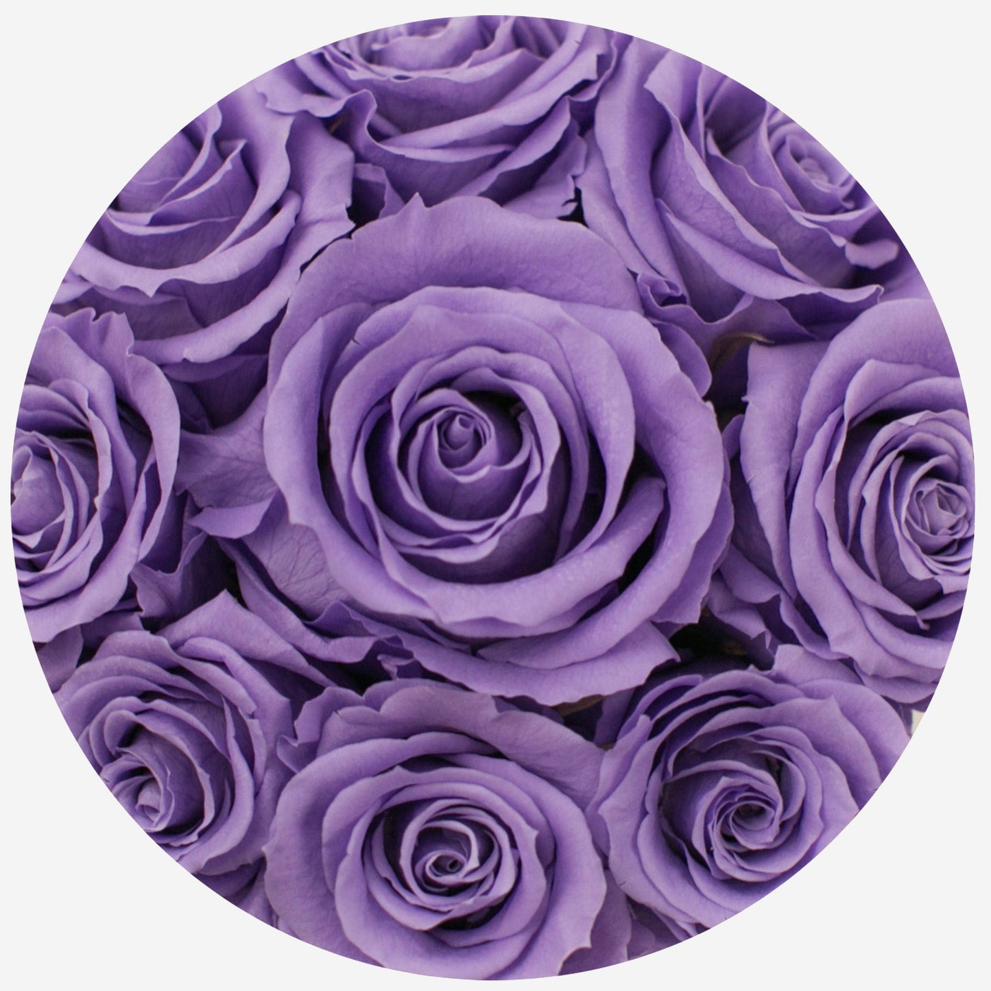 Basic Black Box | Lavender Roses