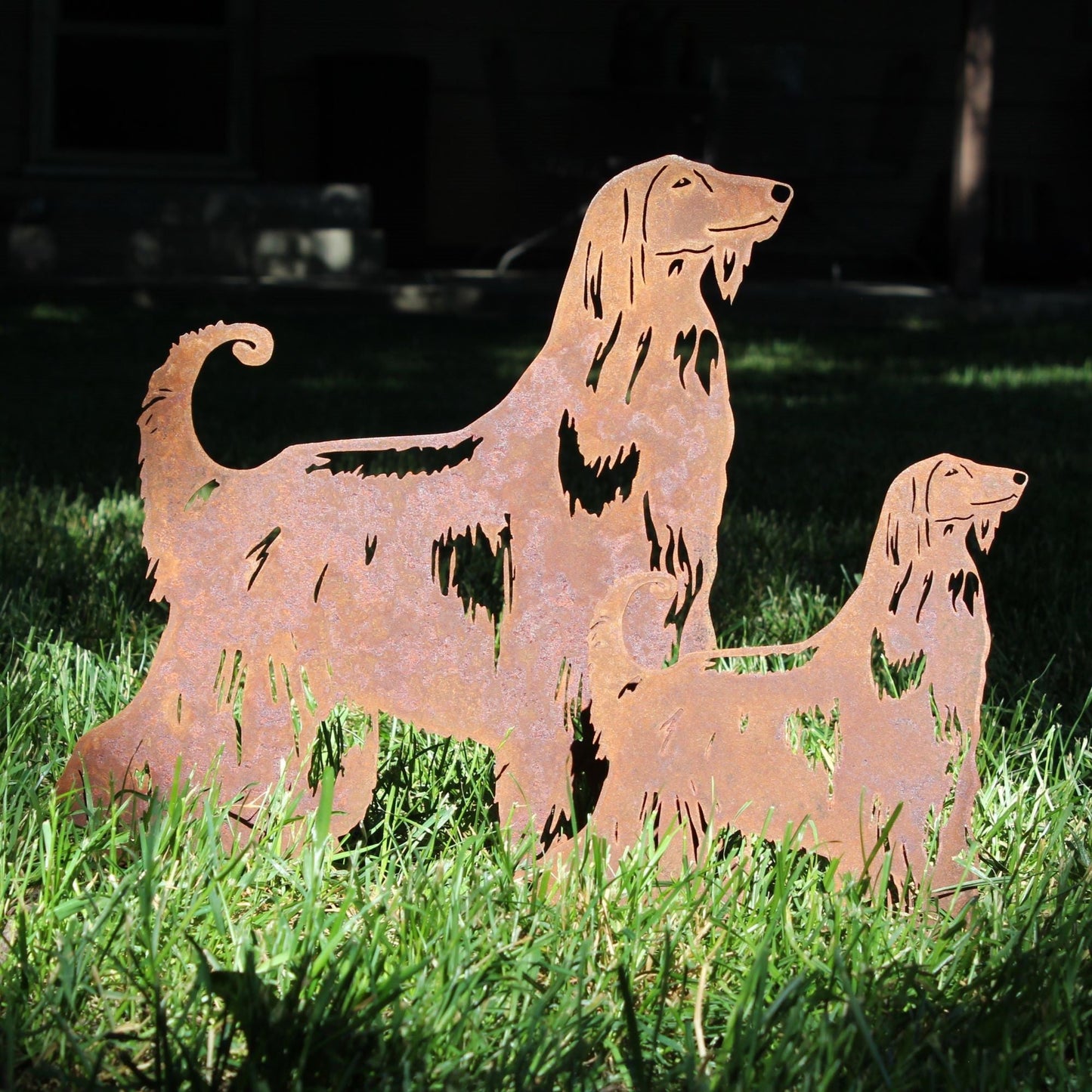Afghan Hound