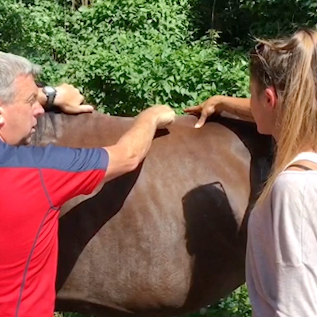 Trigger Point Therapy for Horses - NAT Certification Course (4 hrs) - Concordia Style Boutique