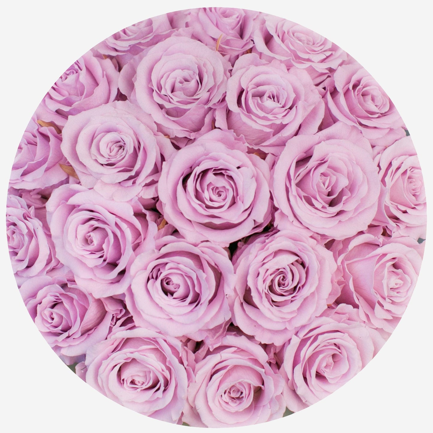 Classic Light Pink Suede Dome Box | Light Pink Roses