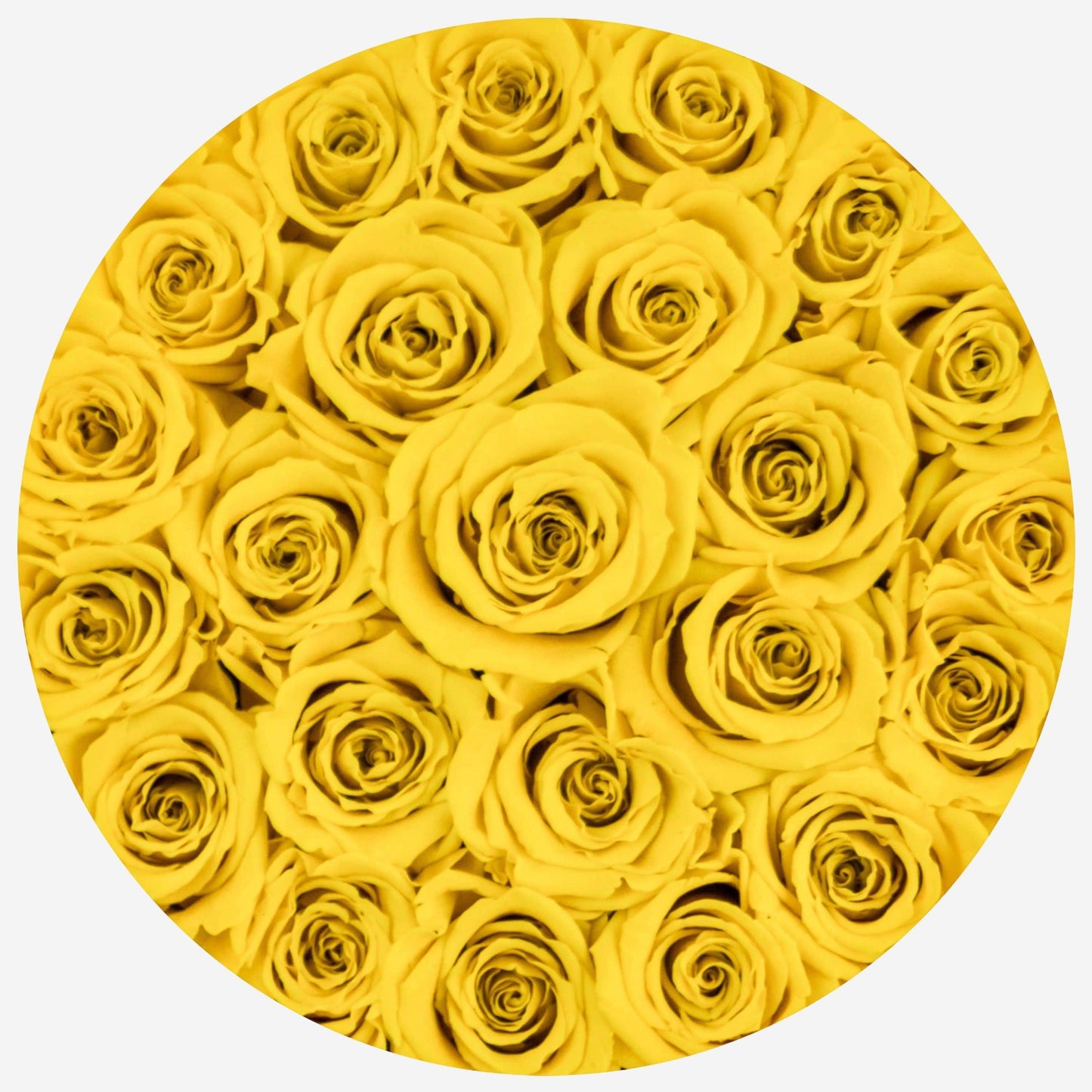 Classic White Box | Yellow Roses