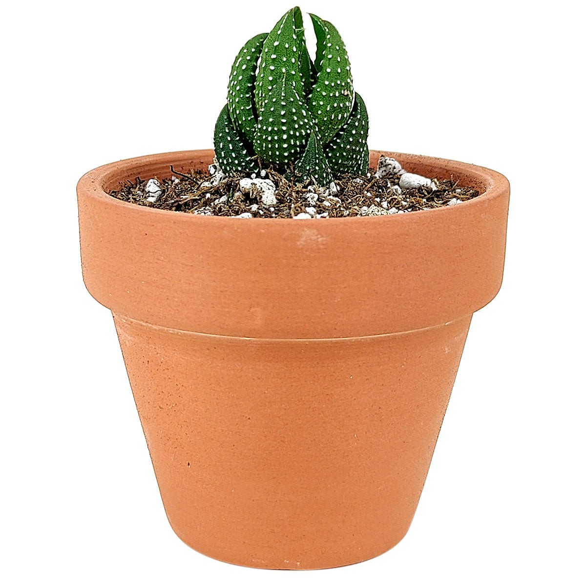 Haworthia Pumila African Pearl - Premium Succulents from Succulents Box - Just $6.75! Shop now at Concordia Style Boutique