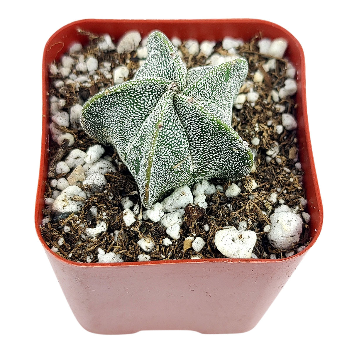 Bishop's Cap Cactus Astrophytum Myriostigma