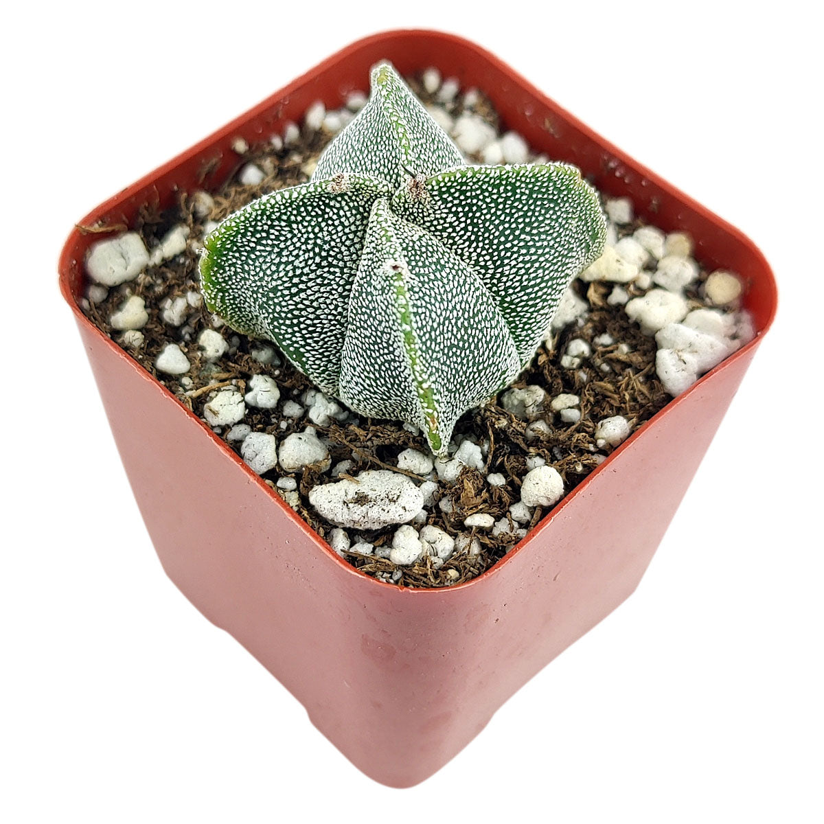 Bishop's Cap Cactus Astrophytum Myriostigma