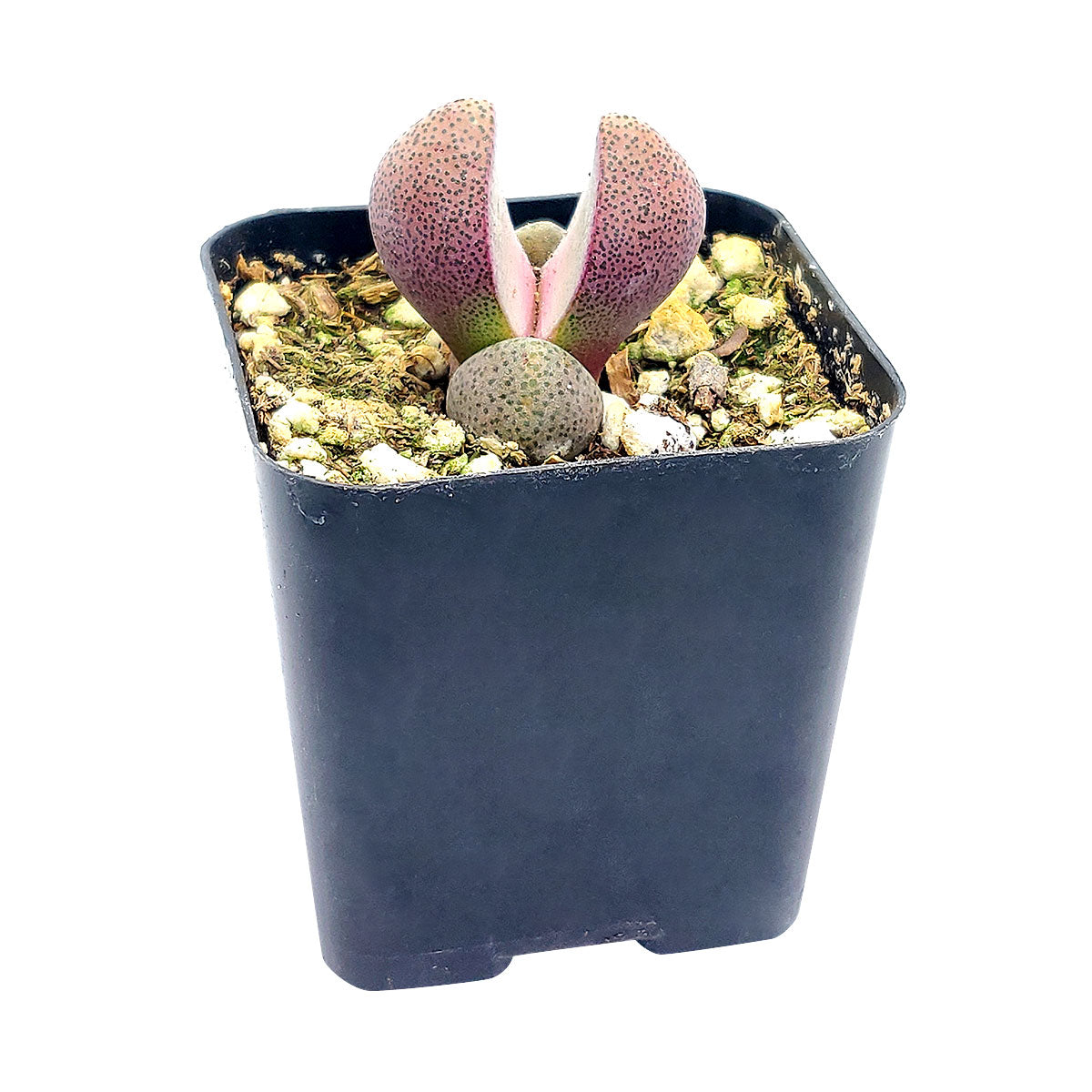 Royal Flush Succulent Purple Split Rock Cactus