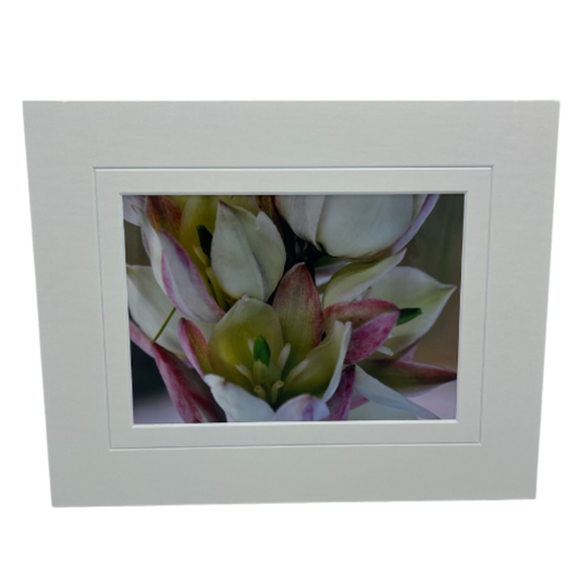 Curve-Leaf Yucca Photograph | 8x10 With White Or Black Border | 2 The Ends of the Earth