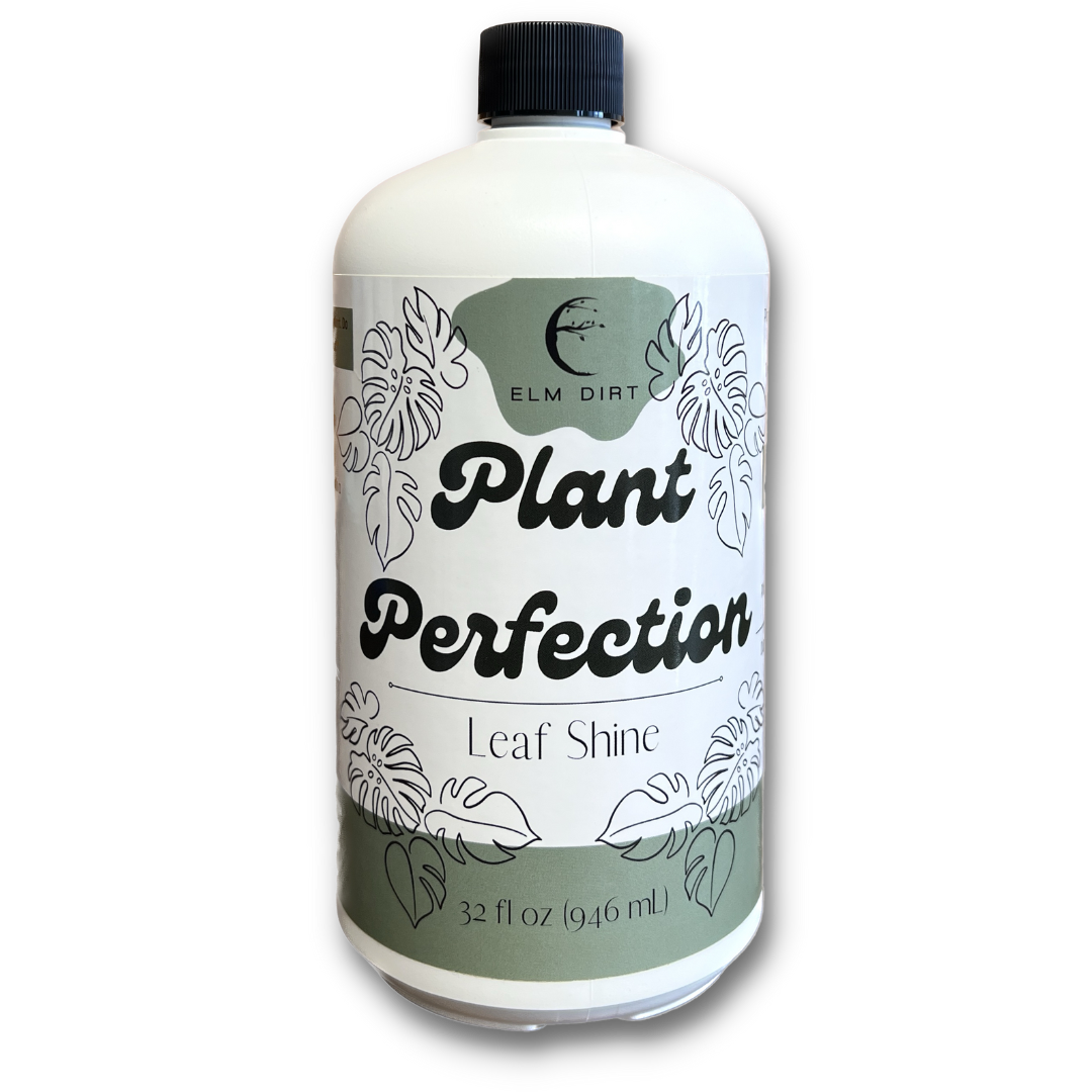 Plant Perfection - Concordia Style Boutique