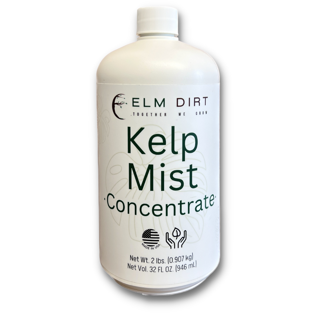 Kelp Mist - Concordia Style Boutique