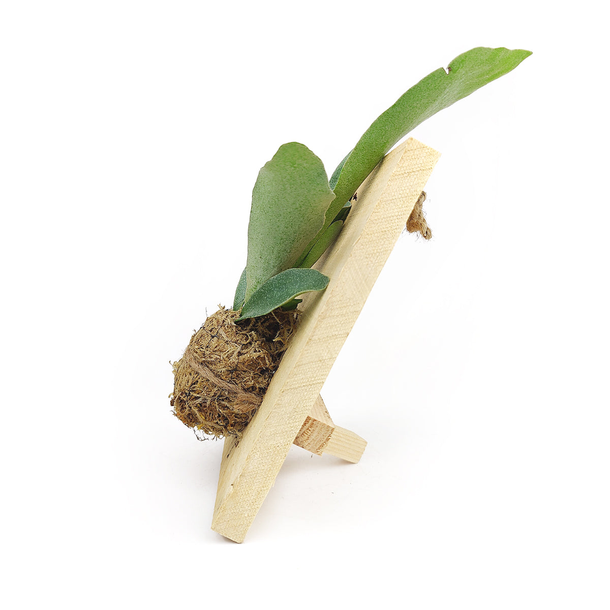 Staghorn Fern On Wood Plank