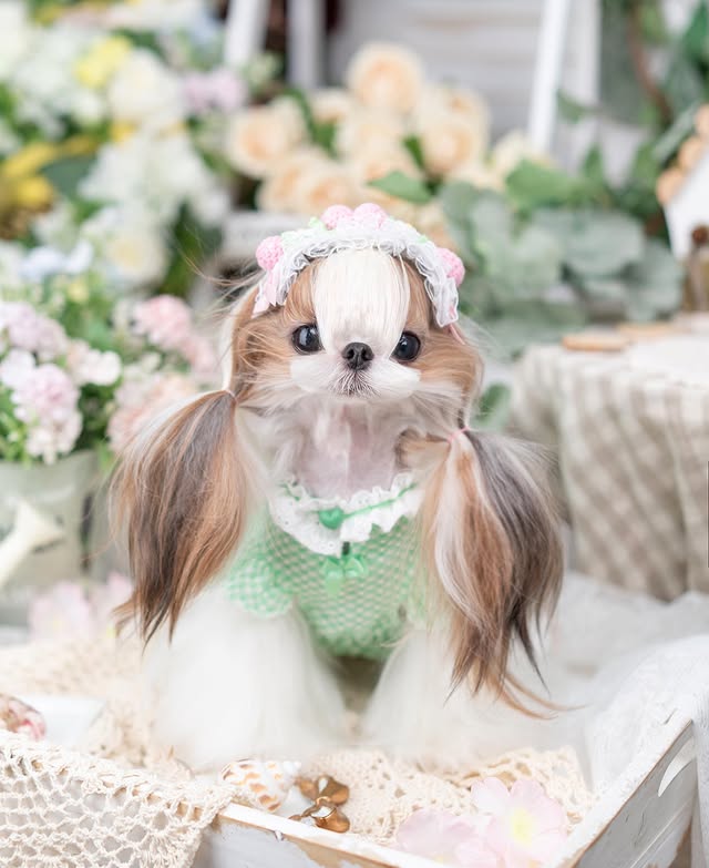 Luxury design dog Lacy Princess Puff Dress