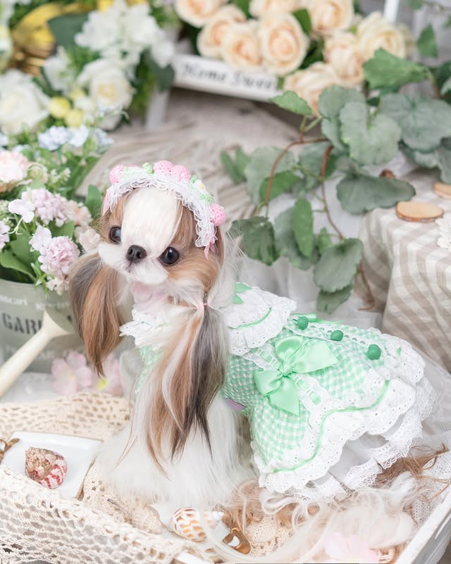 Luxury design dog Lacy Princess Puff Dress