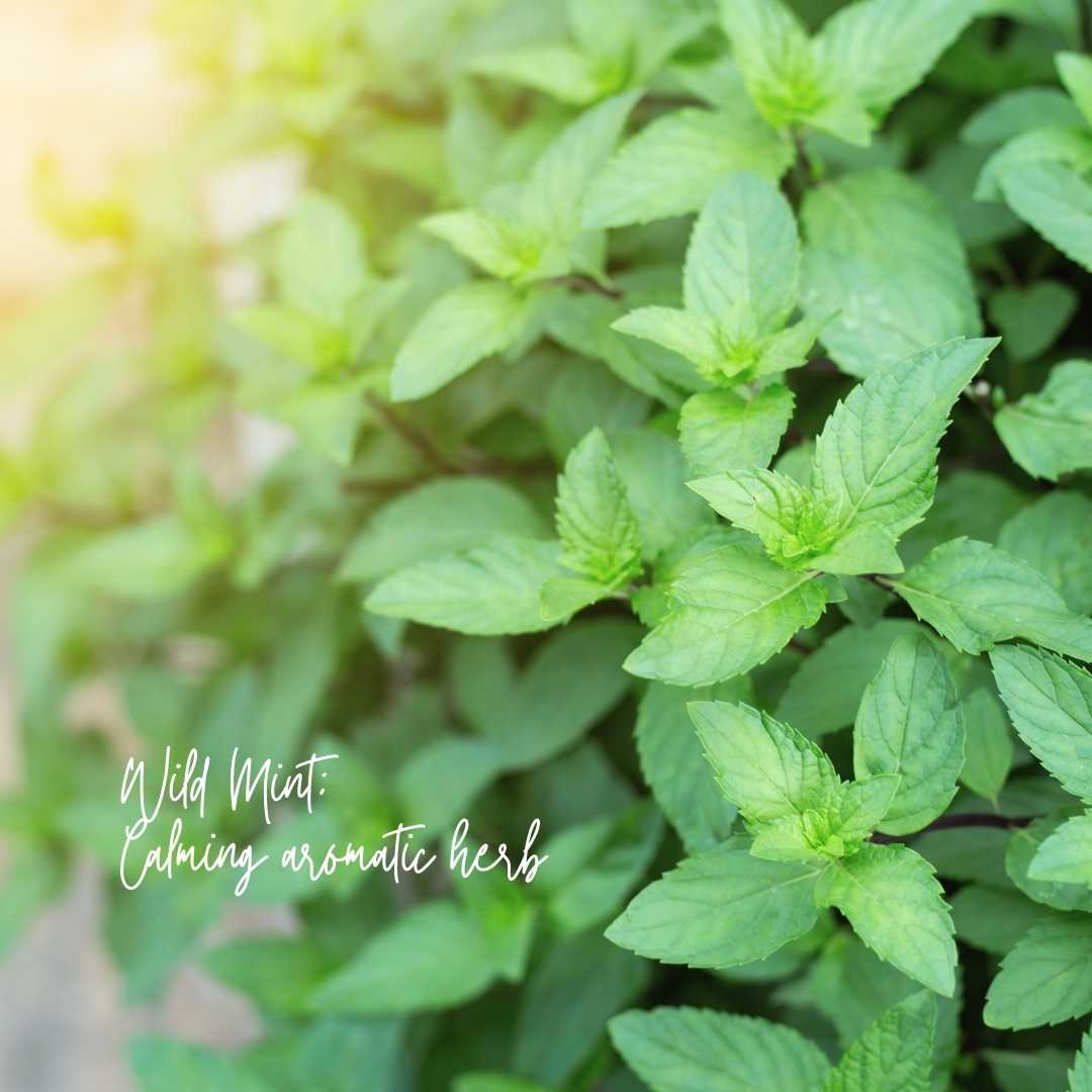 Candle Magnolia Mint Amber Glass: Wild Mint, Orange Blossom, Eucalyptus, Lemon, Mint + Tomato Leaf Scented