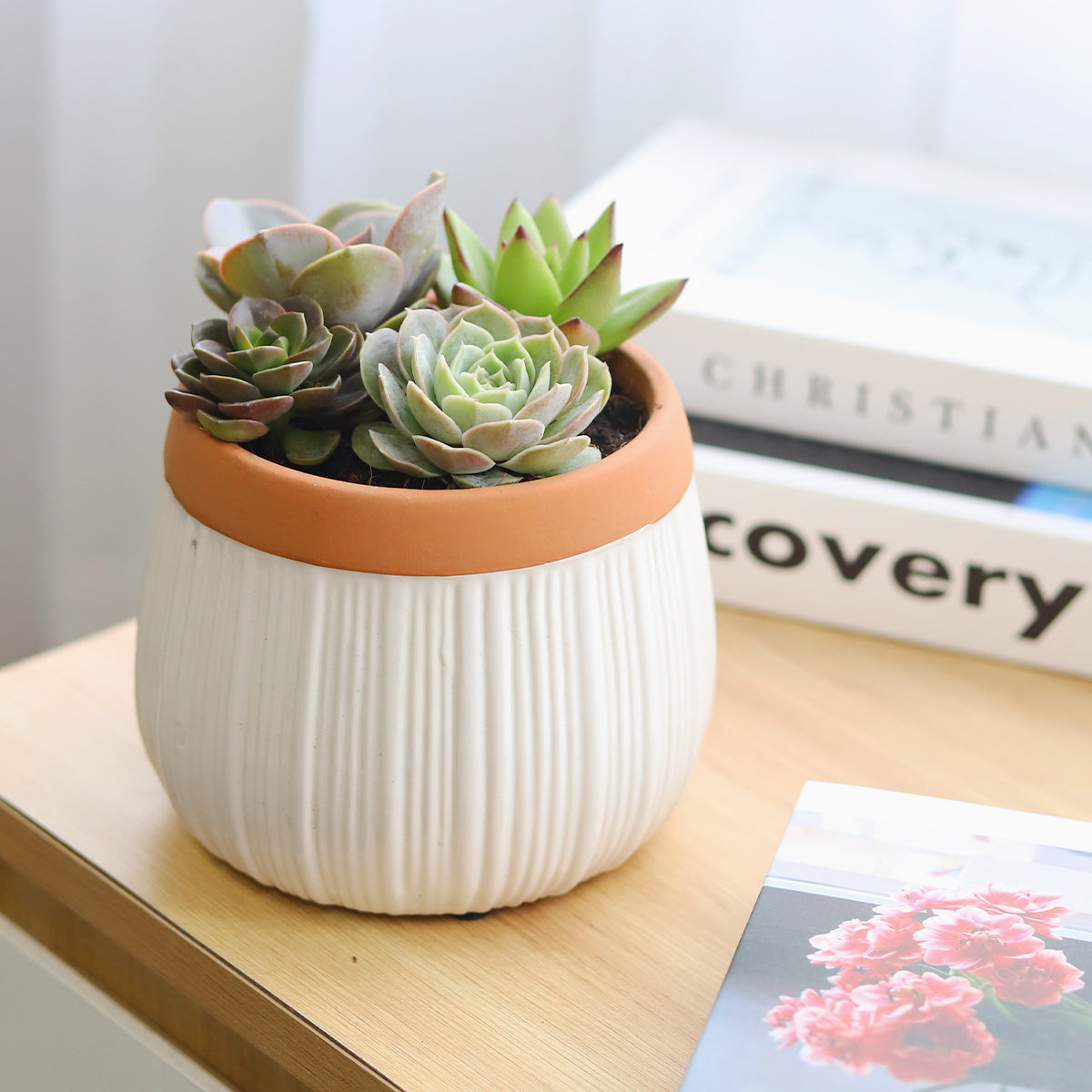 Succulent Arrangement in White Ceramic Planter with Terracotta Rim