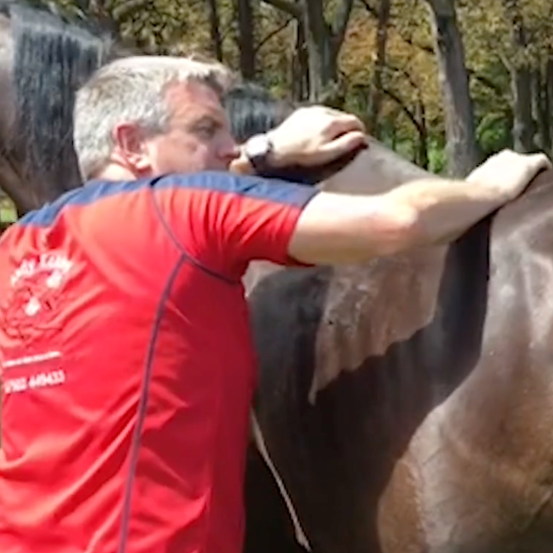 Trigger Point Therapy for Horses - NAT Certification Course (4 hrs) - Concordia Style Boutique