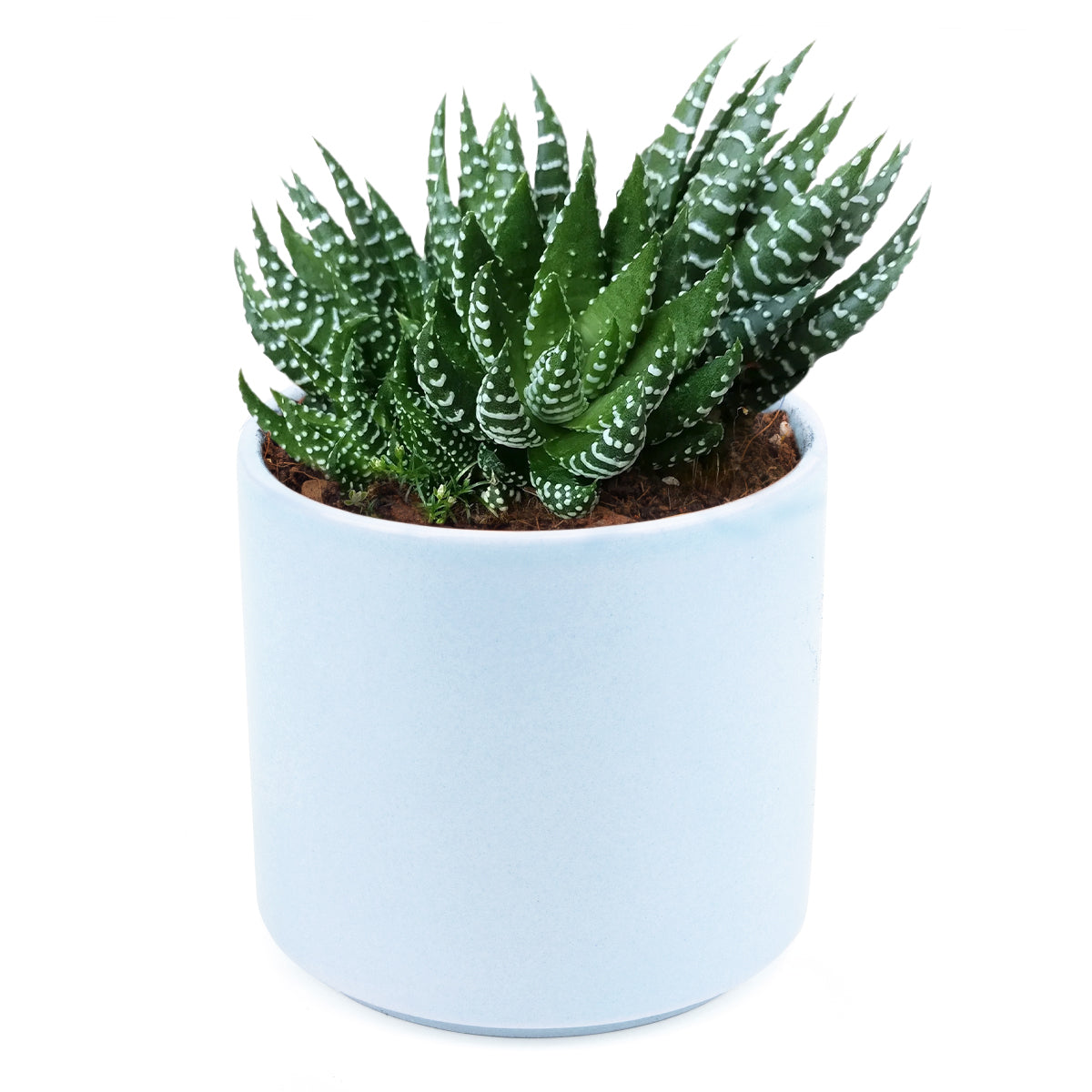 Haworthia Pumila African Pearl - Premium Succulents from Succulents Box - Just $6.75! Shop now at Concordia Style Boutique